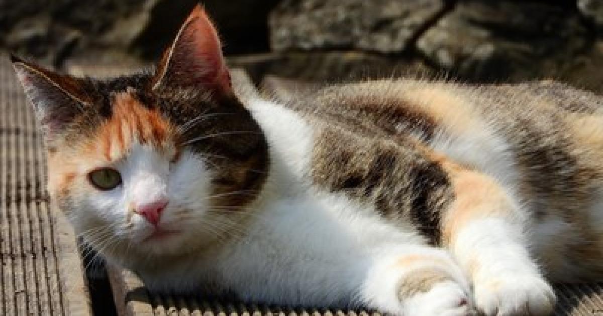 Blind Cat Has Been Raising Her Kittens On Her Own