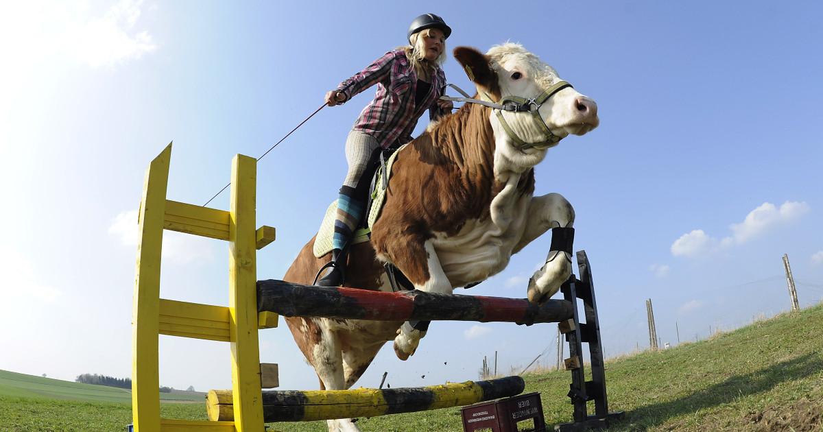 The girl taught her cow to jump as an alternative of buying a horse
